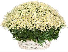 Цветочная композиция из Ромашки в корзине #REPLACE_PRED# Посёлок государственного племенного завода «Константиново»