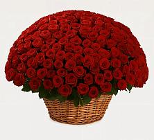 Премиум букет из: Розы в Посёлок государственного племенного завода «Константиново»